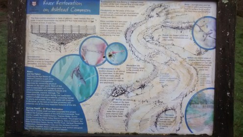 4Feb19 Walk4 Rye Restoration