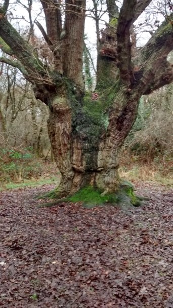 4Feb19 Walk7 See the face