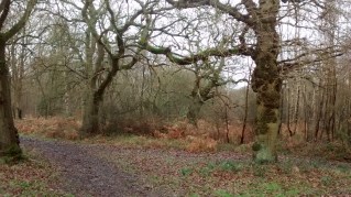 4Feb19 Walk8 The woods