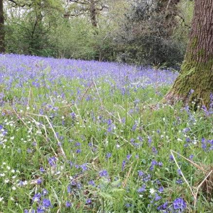 29Apr19 Oyster Wood Bluebells